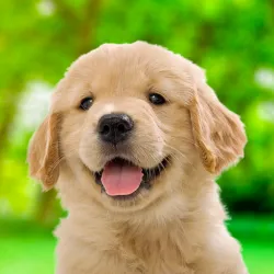 XWorld | Simulator Anak Anjing