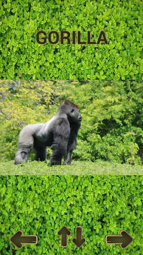 ZOO sounds quiz | juego | XWorld