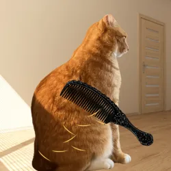 XWorld | Brush Orange Cat Challenge