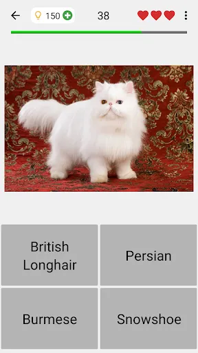 Cats Quiz Guess Popular Breeds | Games | XWorld Cats Quiz Guess Popular Breeds | Games | XWorld