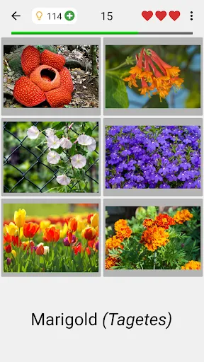 Flowers Quiz - Identify Plants | Permainan | XWorld