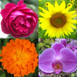 XWorld | Flowers Quiz - Identify Plants