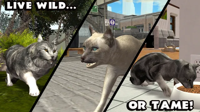 Ultimate Cat Simulator | 游戏 | XWorld