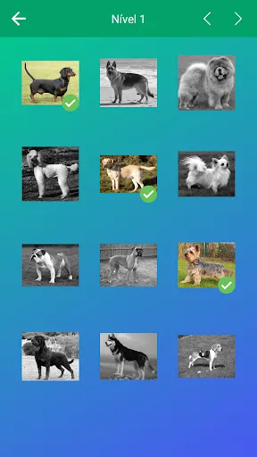 Cachorros: Raças de Cães, Jogo | Jogos | XWorld