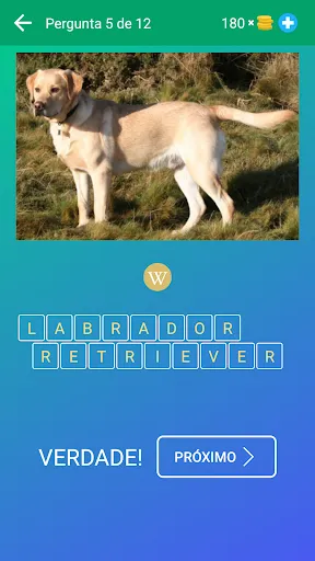 Cachorros: Raças de Cães, Jogo | Jogos | XWorld