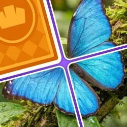 XWorld | Jigsaw Drop: Solitaire Puzzle