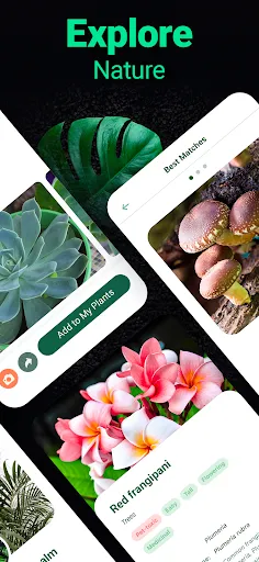 Plantum - Plant Identifier | 游戏 | XWorld