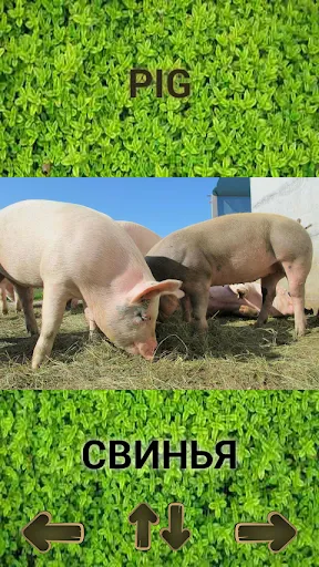 Животные для детей, руски език | Игры | XWorld