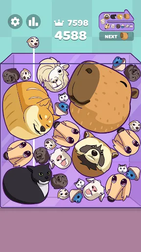 Meme Merge: Drop Puzzle | 游戏 | XWorld