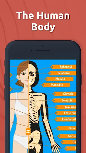 Human Anatomy - Body parts | Permainan | XWorld