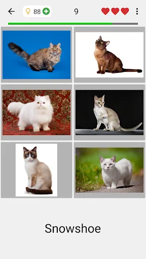Cats Quiz Guess Popular Breeds | Games | XWorld Cats Quiz Guess Popular Breeds | Games | XWorld