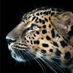 XWorld | Cheetah Leopard Wallpaper