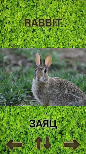 Животные для детей, руски език | Игры | XWorld