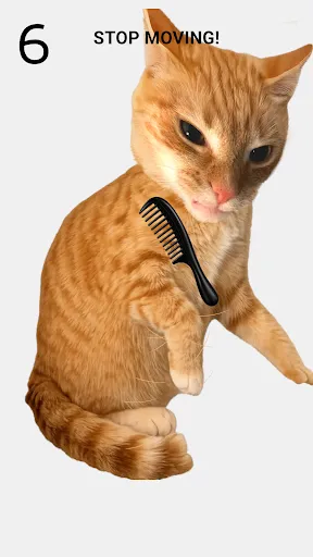 Brush The Cat | Игры | XWorld Brush The Cat | Игры | XWorld