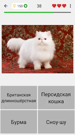 Кошки - Тест о породах кошек | Игры | XWorld Кошки - Тест о породах кошек | Игры | XWorld