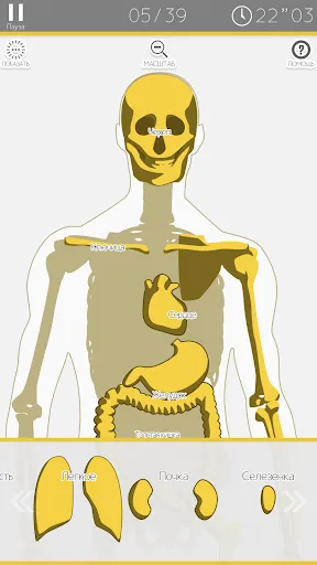 Анатомическая головоломка | Игры | XWorld