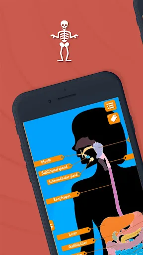 Human Anatomy - Body parts | Games | XWorld Human Anatomy - Body parts | Games | XWorld