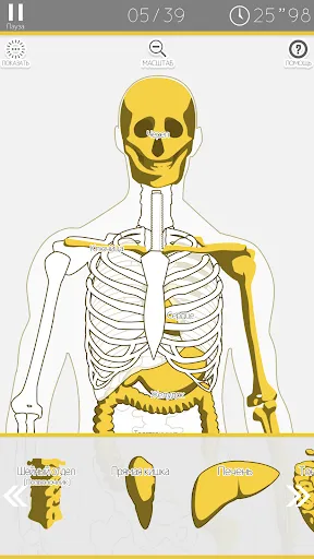 Анатомическая головоломка | Игры | XWorld