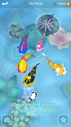 Zen Koi 2 | Games | XWorld