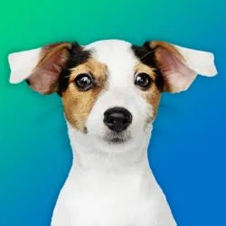 XWorld | Cachorros: Raças de Cães, Jogo