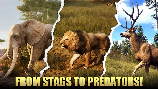 Animal Hunter : Wild Sniper | Permainan | XWorld