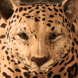 XWorld | Ultimate Leopard Simulator