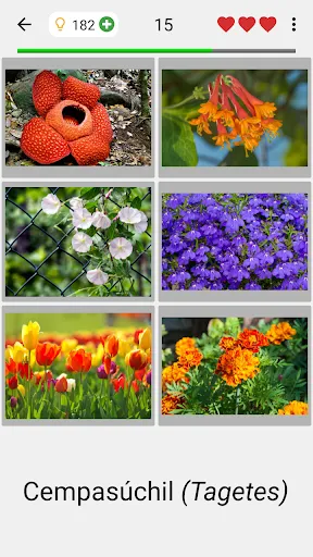 Flores: Identifica las plantas | juego | XWorld Flores: Identifica las plantas | juego | XWorld