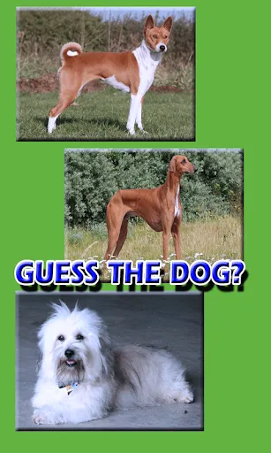 Dog Breeds Trivia Animal Quiz | 游戏 | XWorld