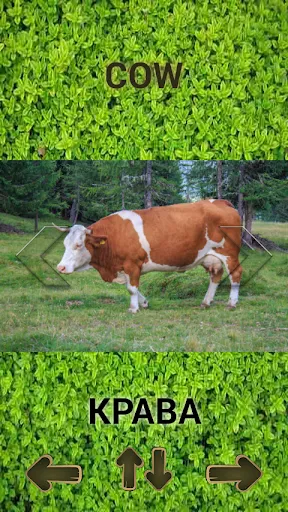 ZOO sounds quiz | Games | XWorld