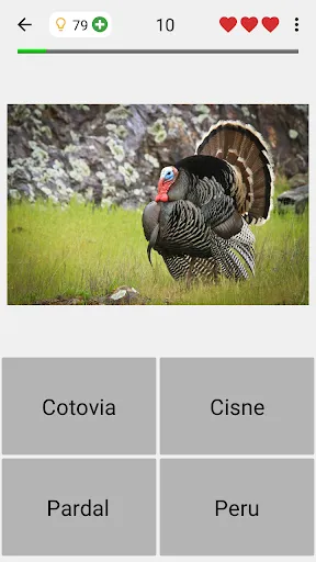 Animais - Os mamíferos e aves | Jogos | XWorld Animais - Os mamíferos e aves | Jogos | XWorld