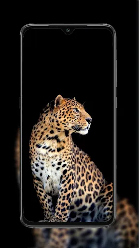 Cheetah Leopard Wallpaper | Игры | XWorld