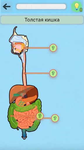 Игра Анатомия | Игры | XWorld