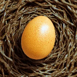 XWorld | Egg Journey