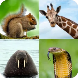 XWorld | Animal Quiz: Adivinhe o animal