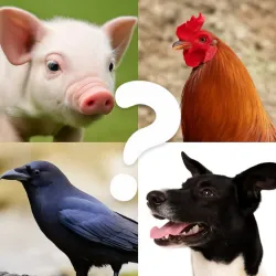 XWorld | Animal Name Filter Challenge