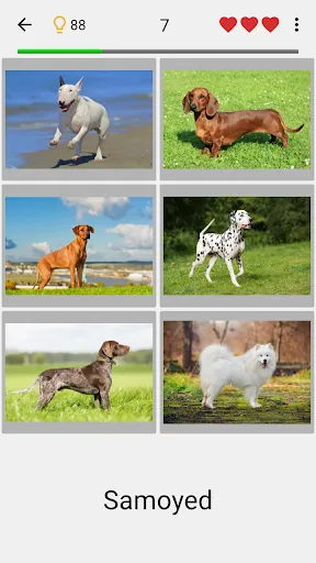 Dogs Quiz - Guess All Breeds! | เกม | XWorld