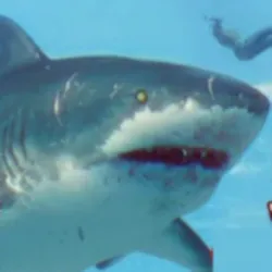 XWorld | Shark Grow Attack