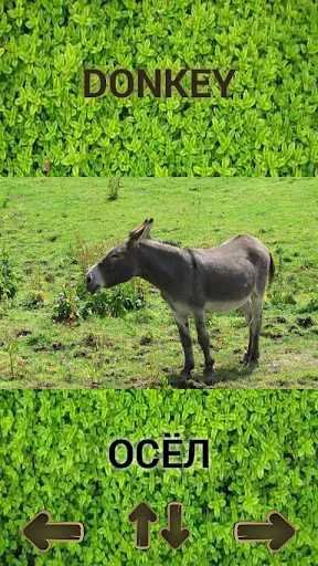 Животные для детей, руски език | Игры | XWorld