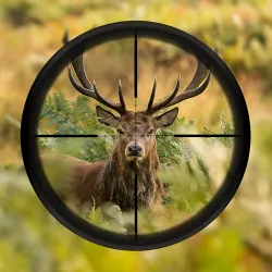 XWorld | CERDO DEER CAZADOR