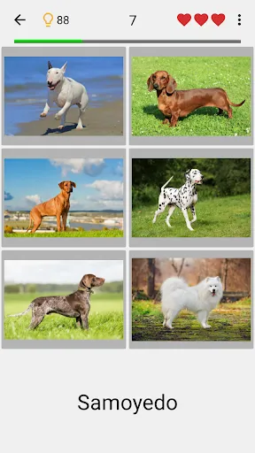 Perros: Foto-quiz sobre razas | juego | XWorld