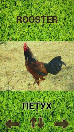 Животные для детей, руски език | Игры | XWorld