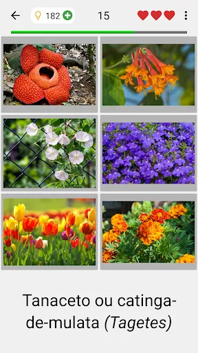 Flores: Identificar as plantas | Jogos | XWorld