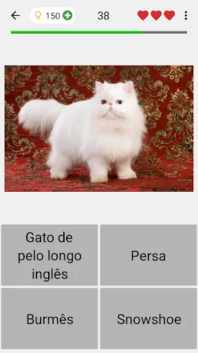 Gatos - Quiz sobre as raças | Jogos | XWorld Gatos - Quiz sobre as raças | Jogos | XWorld