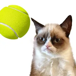 XWorld | Cat Tennis: Battle Meme
