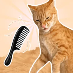 XWorld | Brush The Cat
