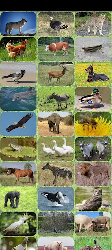Prueba de sonidos de ZOO | juego | XWorld Prueba de sonidos de ZOO | juego | XWorld