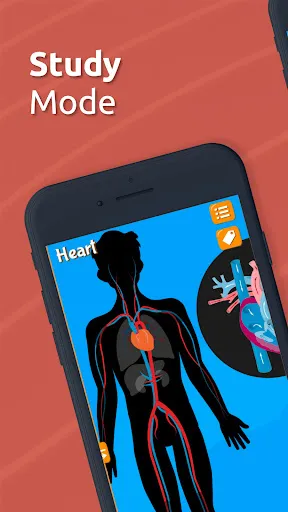 Human Anatomy - Body parts | Games | XWorld Human Anatomy - Body parts | Games | XWorld