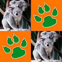 XWorld | Jogo da Memória: Animais