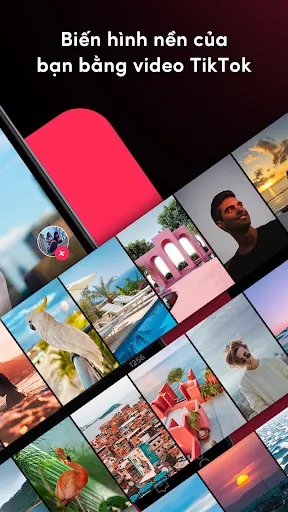 TikTok Video Wallpaper | Games | XWorld