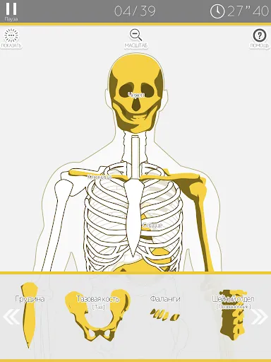 Анатомическая головоломка | Игры | XWorld